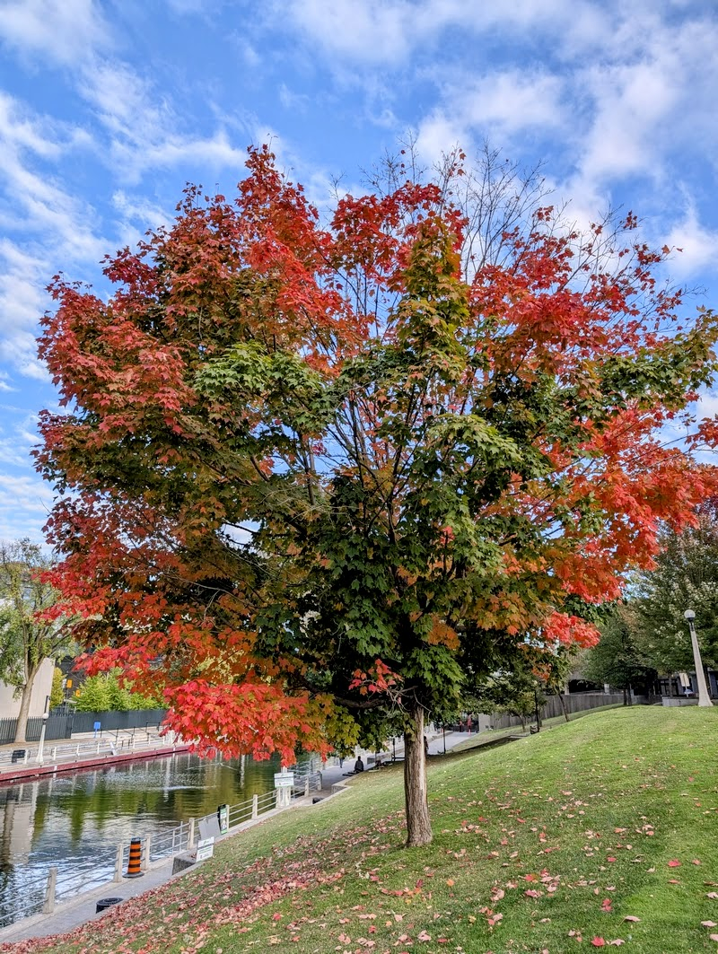 A vibrant tree displaying lush greens, crisp reds, and bright yellows of fall foliage under a clear-ish sky.